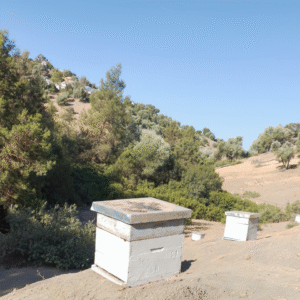 ruche peuplée (خلية نحل مملوءة)