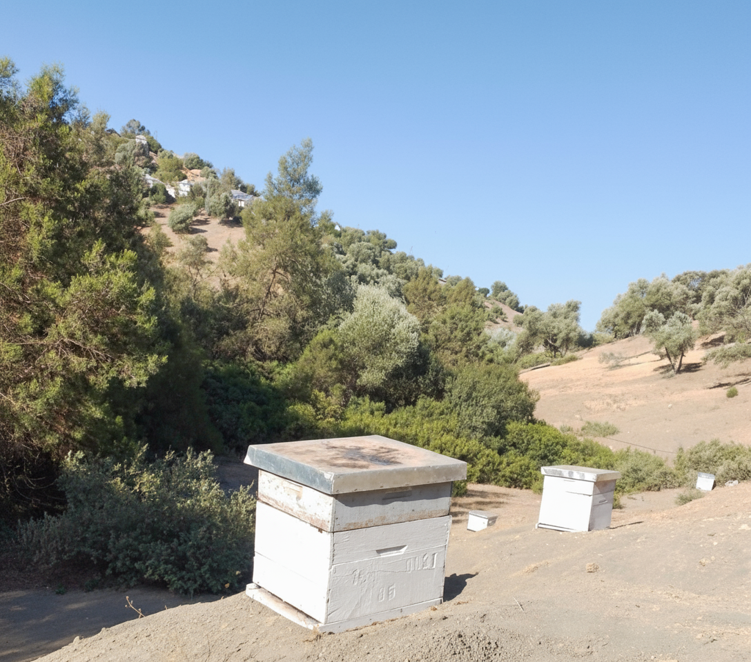 ruche peuplée (خلية نحل مملوءة) ruche peuplée (خلية نحل مملوءة)