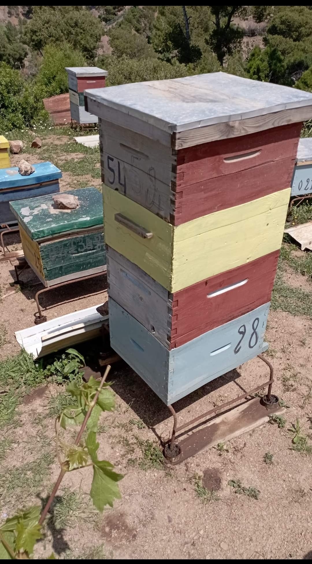 hausse (عاسلة) hausse (عاسلة)