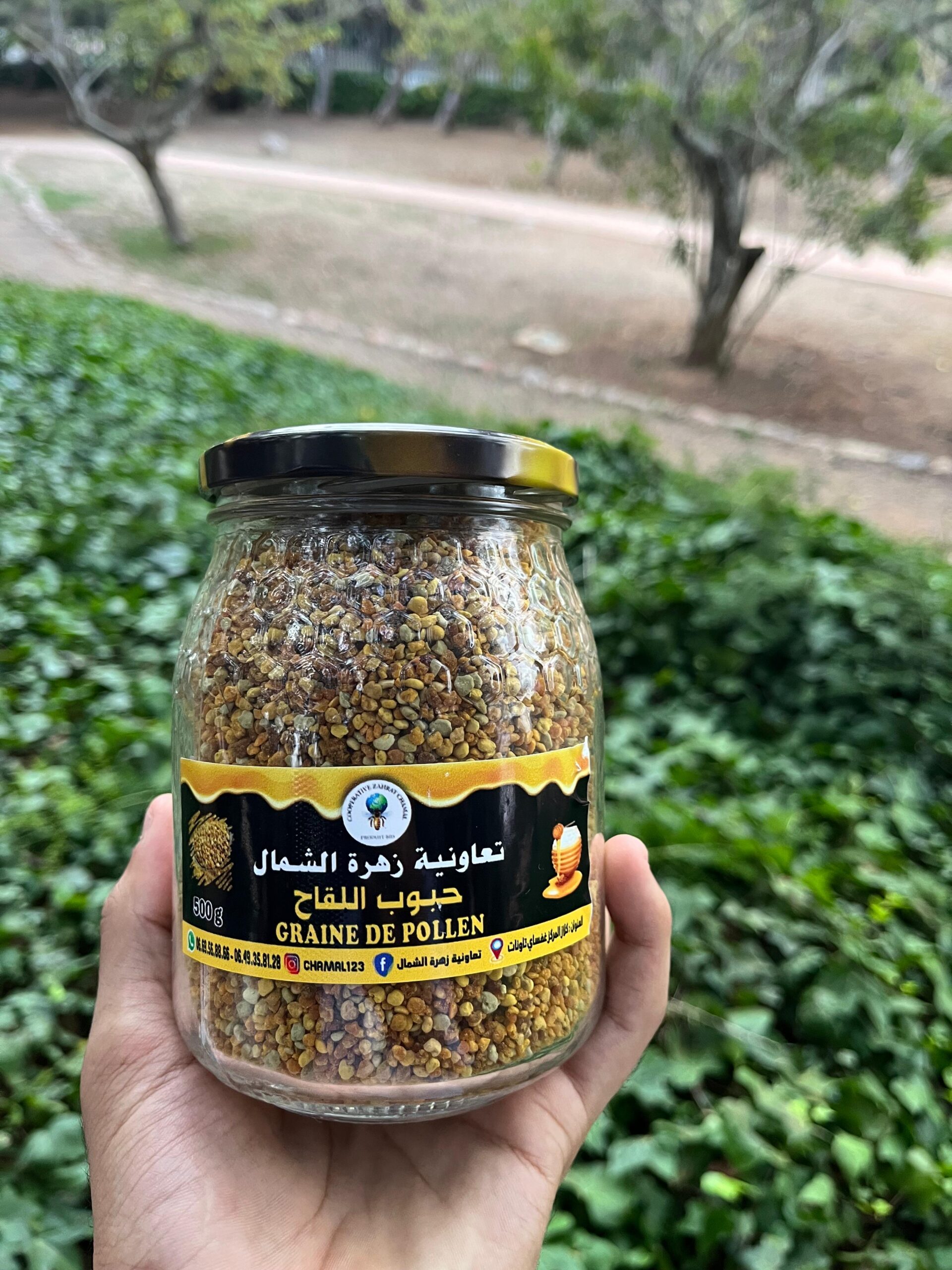 grains de pollen (حبوب اللقاح) grains de pollen (حبوب اللقاح)