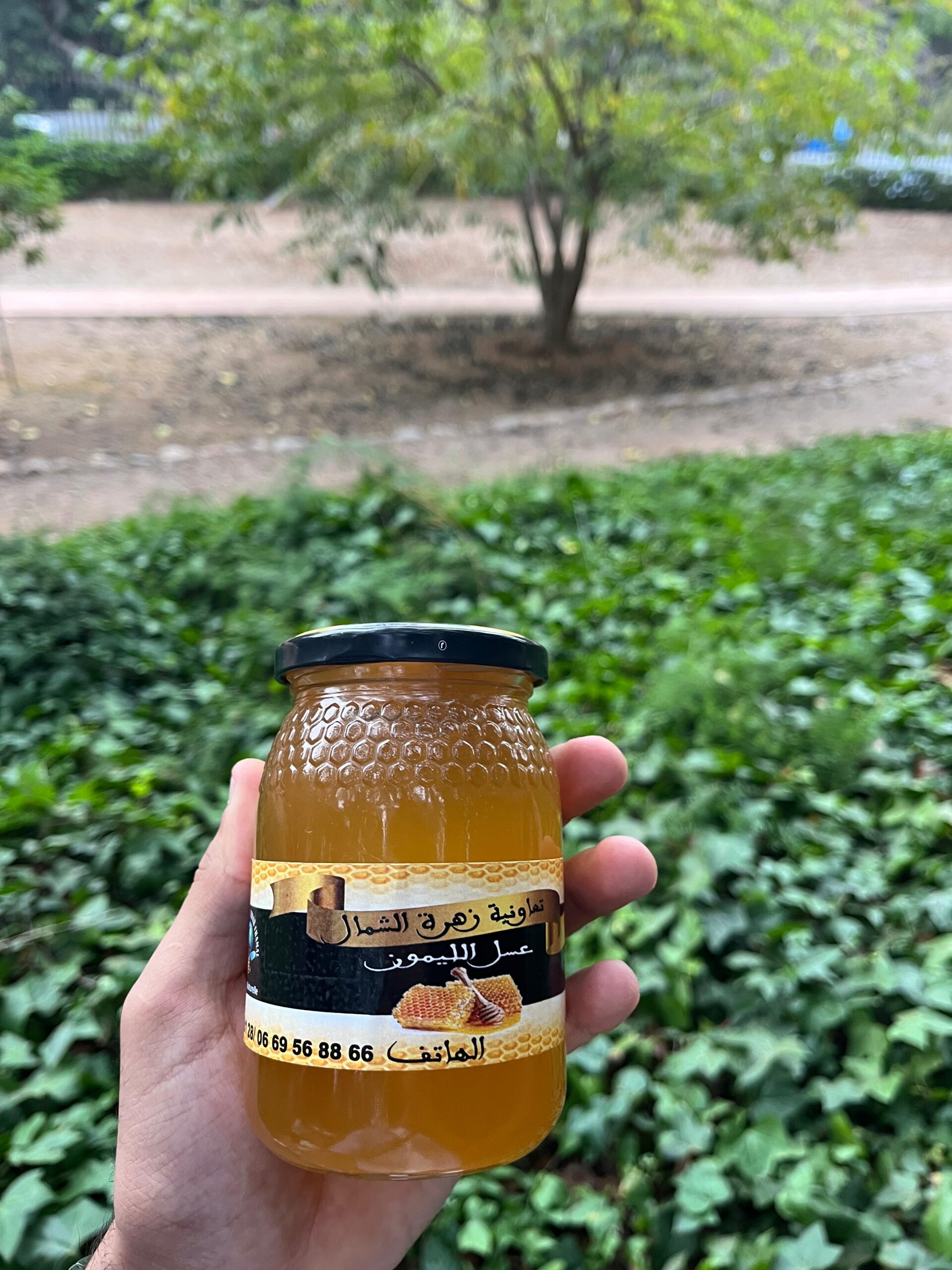 miel de citronnier (عسل الليمون) miel de citronnier (عسل الليمون)