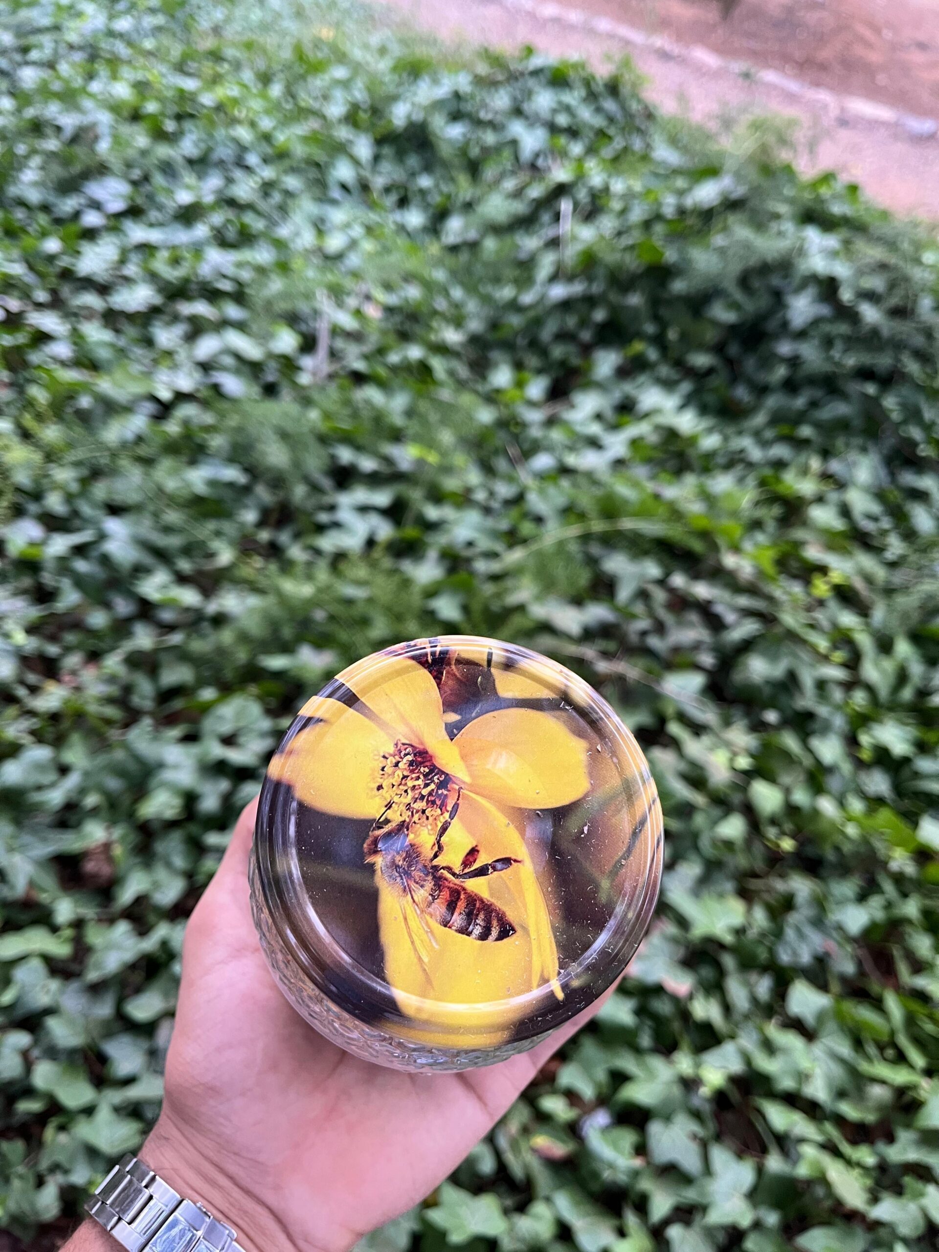 grains de pollen (حبوب اللقاح) grains de pollen (حبوب اللقاح)