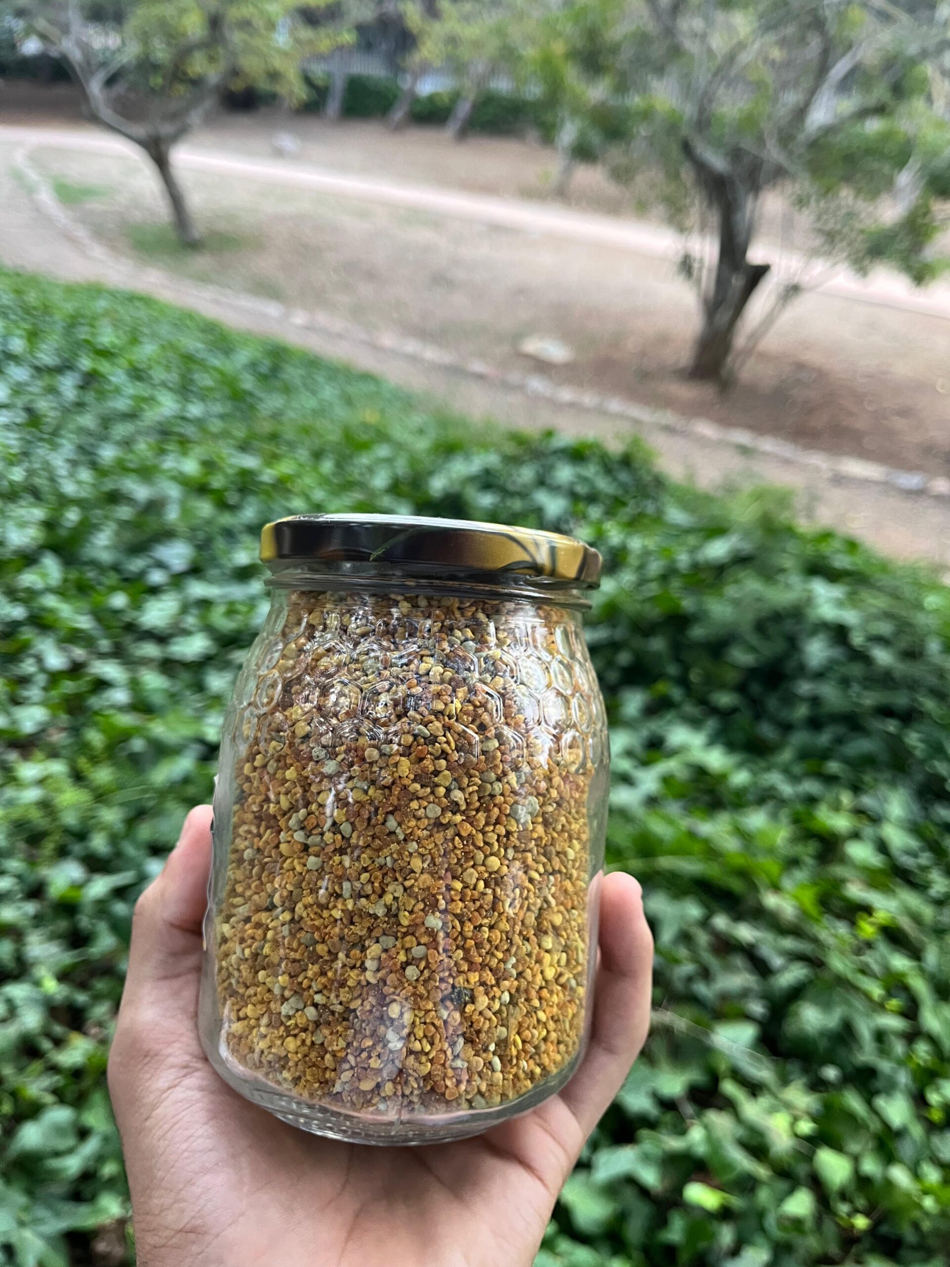 grains de pollen (حبوب اللقاح) grains de pollen (حبوب اللقاح)