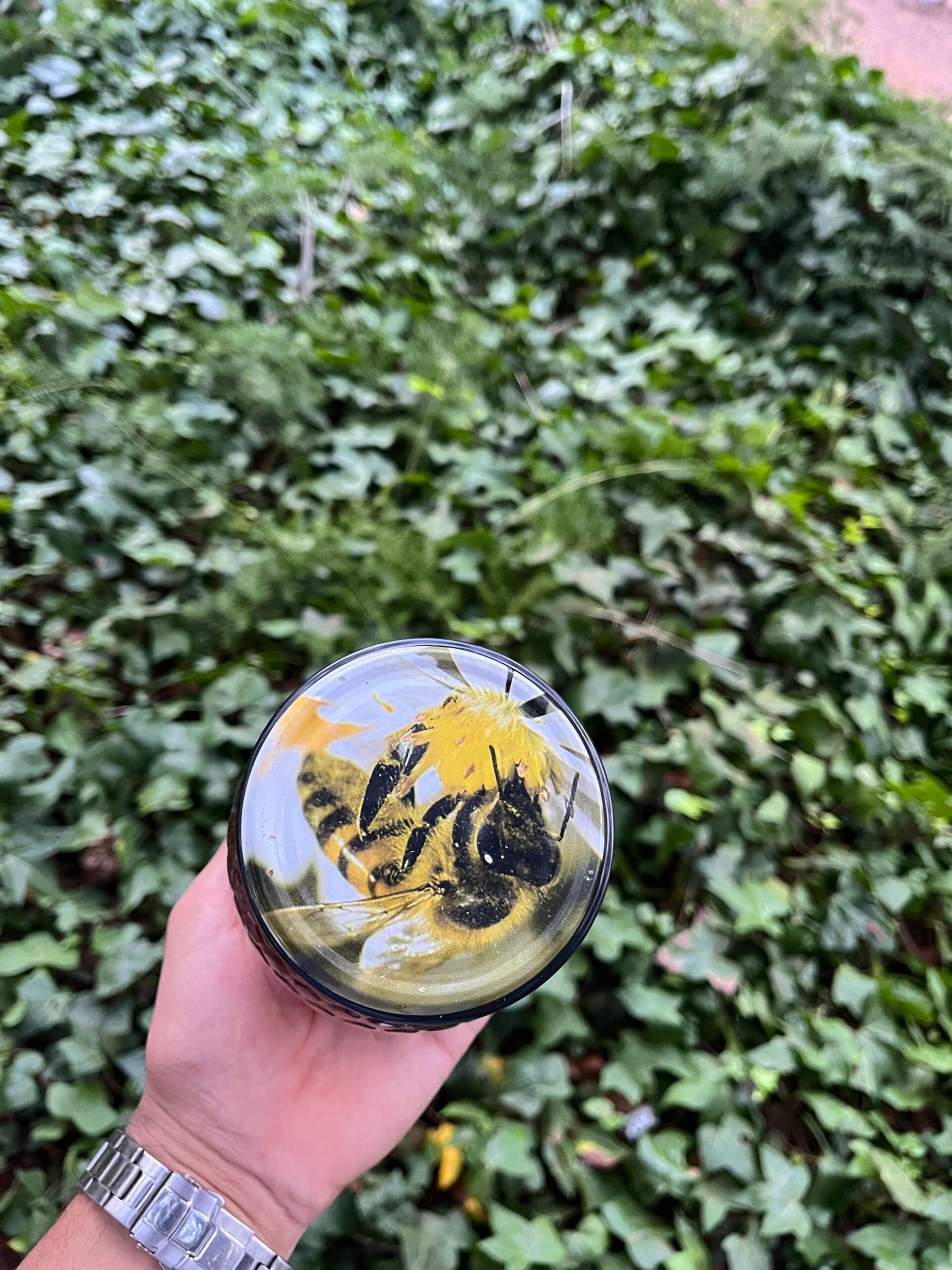 miel de jujubier (sidr) (عسل السدر) miel de jujubier (sidr) (عسل السدر)